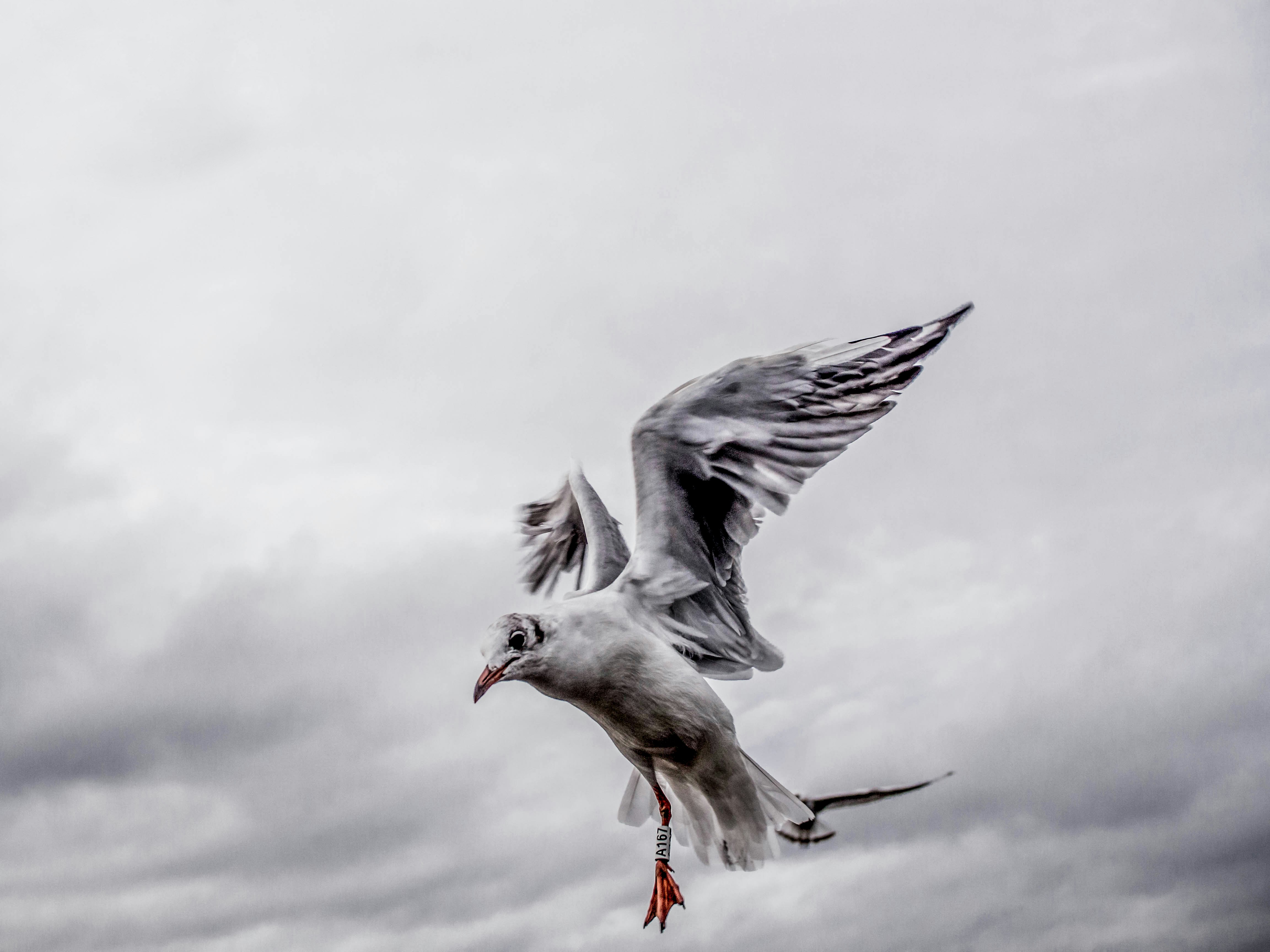 white and grey bird flying